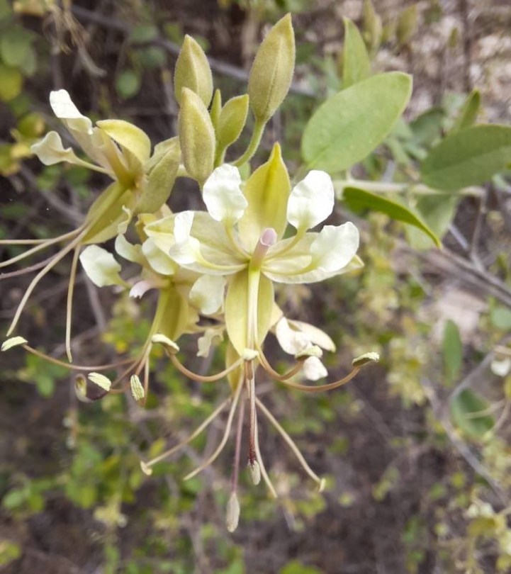 Indiai cadaba, Cadaba fruticosa, etnobotanika